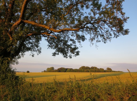 IMG_4176 turned and cropped (Custom)